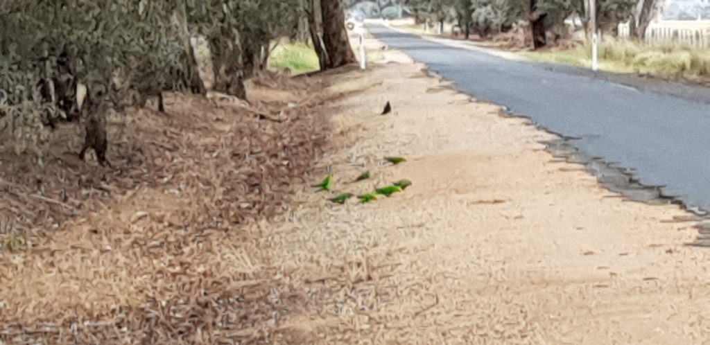 Superb Parrots Feeding on the side of the road