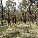 Dry Sclerophyll Forest, Woomargama National Park