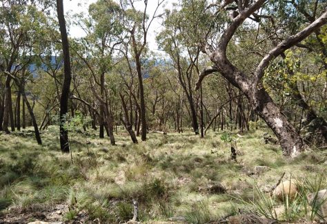 Dry Sclerophyll Forest, Woomargama National Park