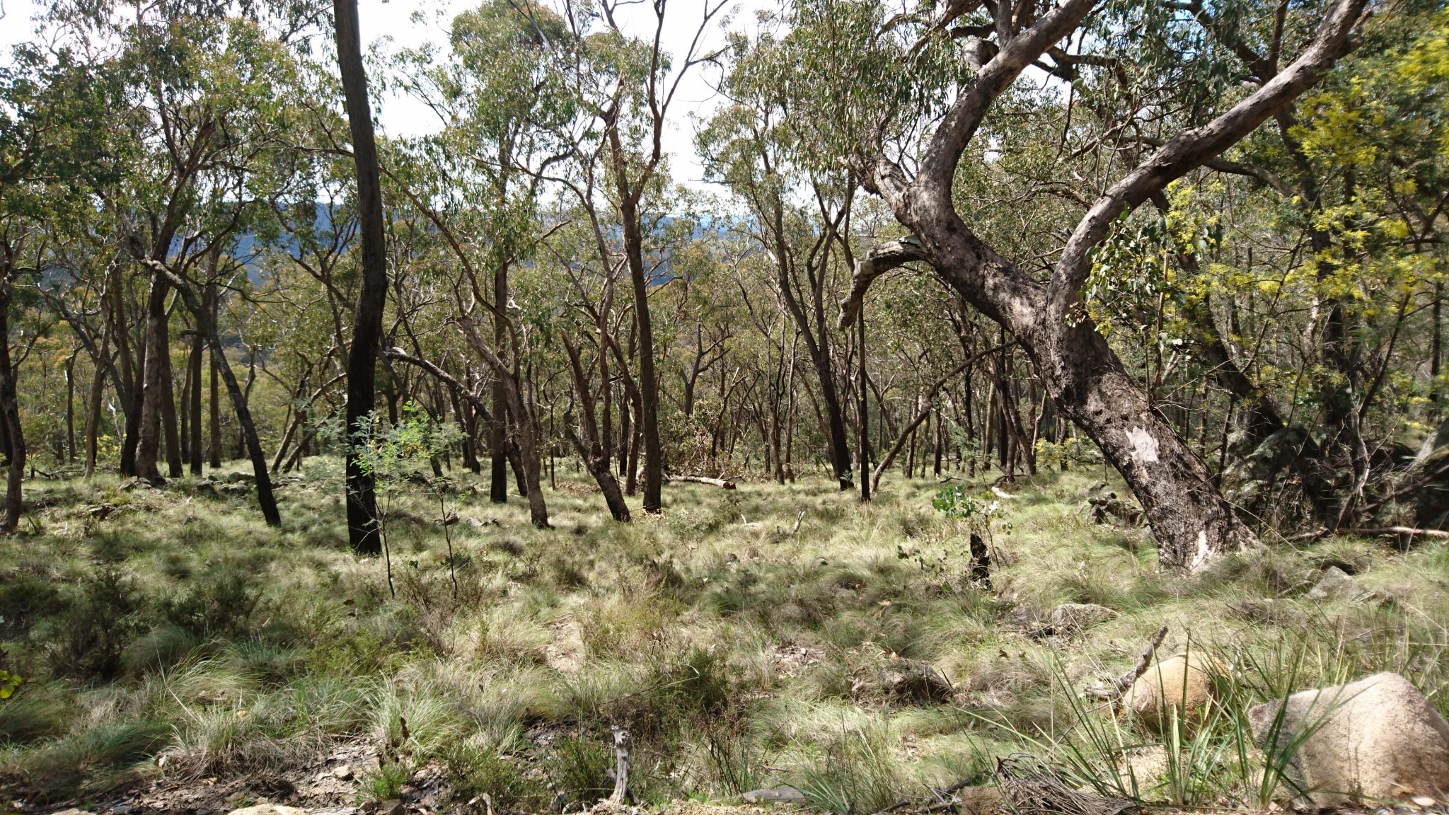 Dry Sclerophyll Forest, Woomargama National Park