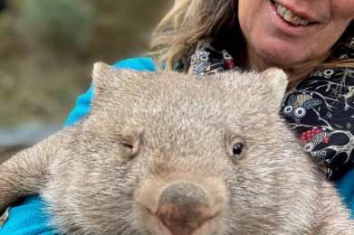 Jo Scobie and a 'çute and cuddly' Common Wombat