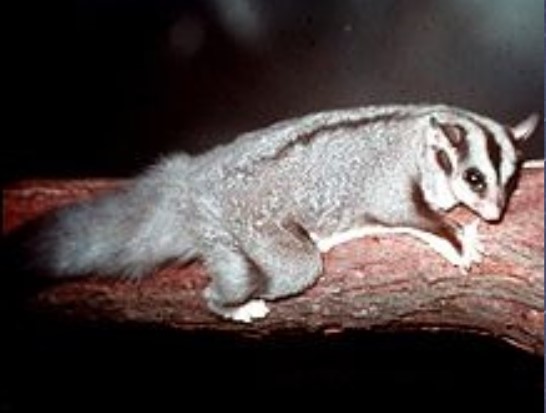 Squirrel Glider
