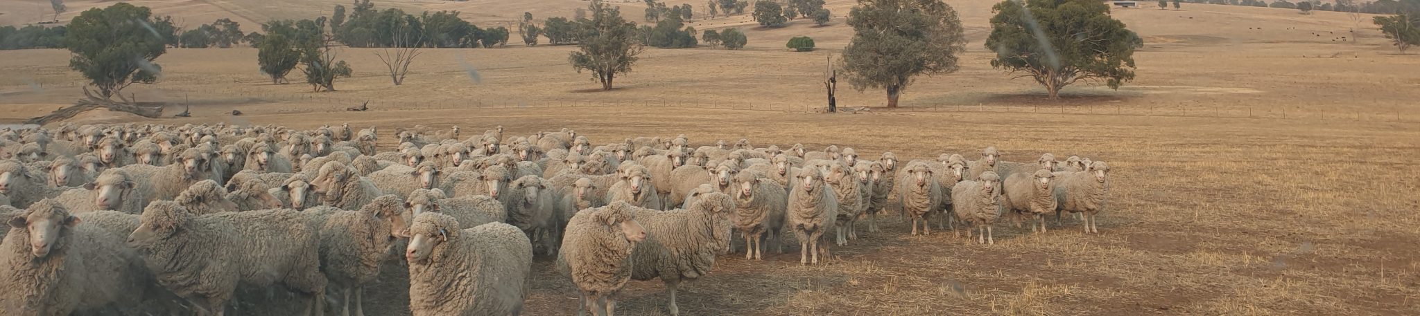 Mob of sheep in a dry grass paddock with scattered paddock trees in the background