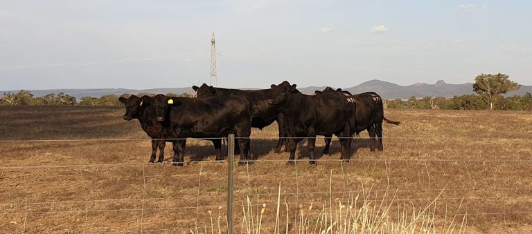 Small mob of cattle in a dry grass paddock during drought