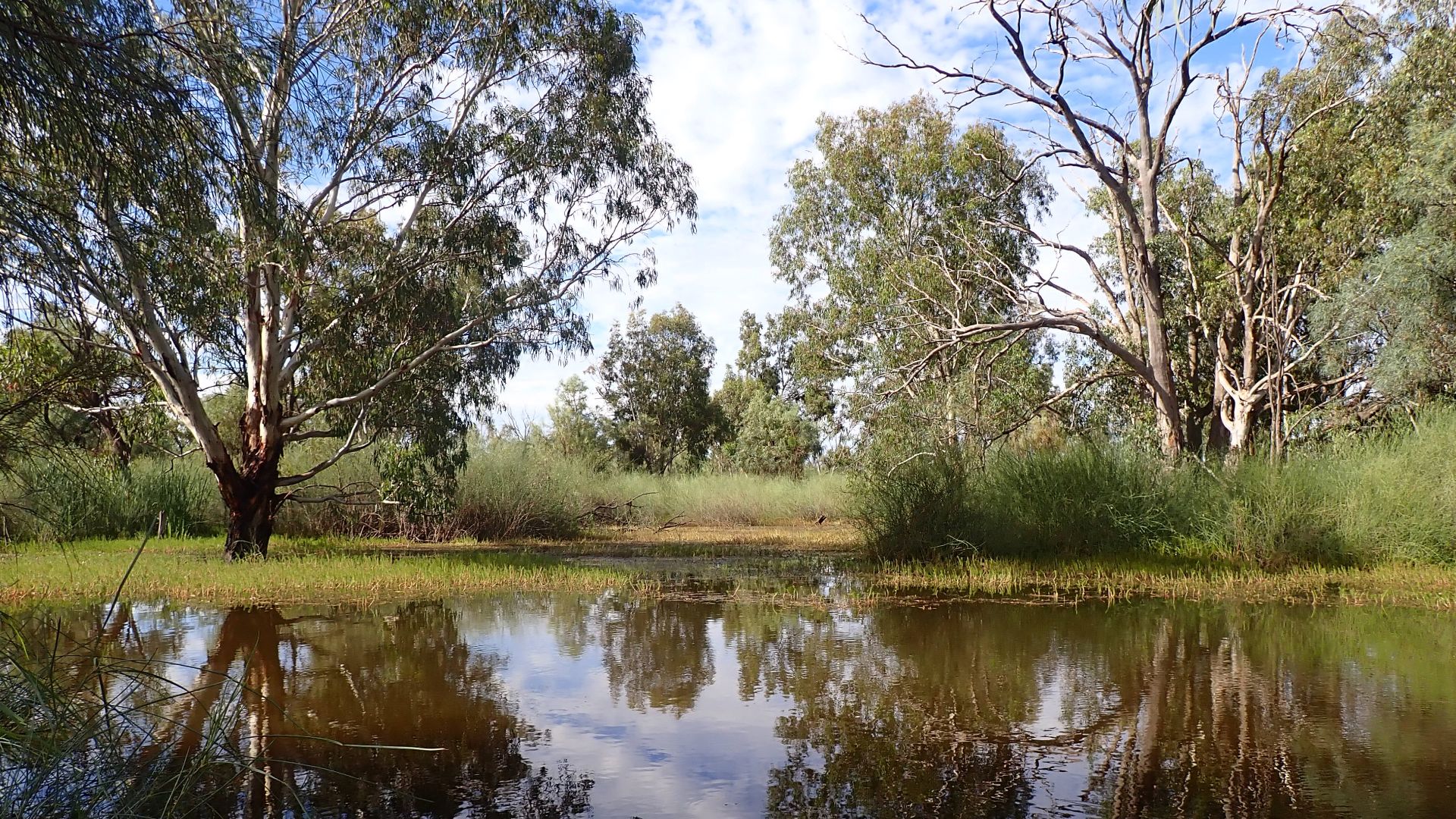 Nature Conservation Council Regional Conference - image with a river and woodland
