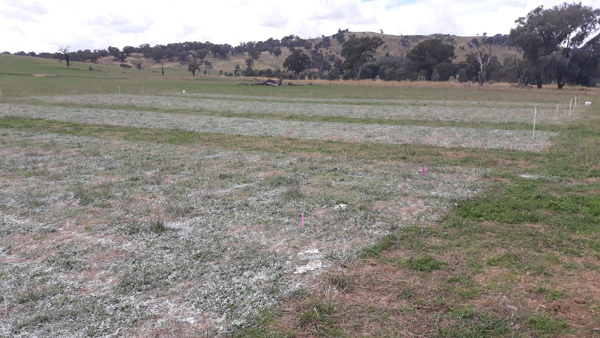 Holbrook demonstration site