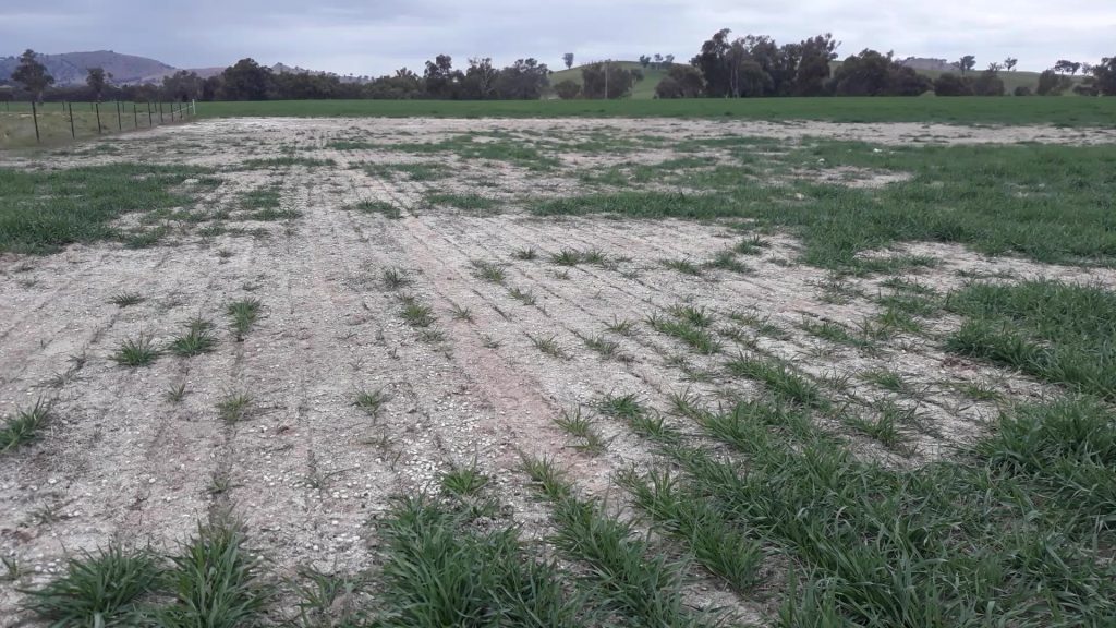 Salt affected forage oats