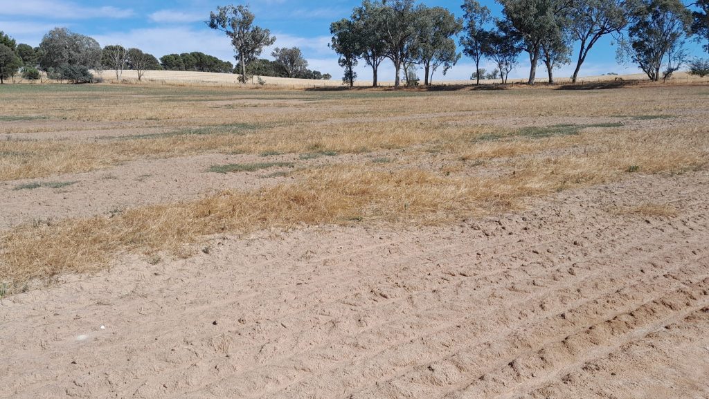Salt affected pasture sown in 2024 near Walla Walla