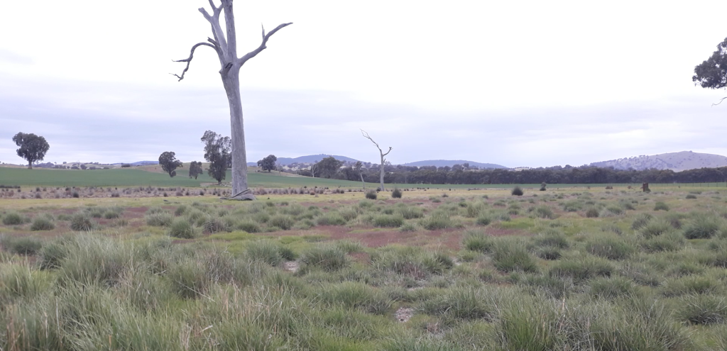 Salinity discharge site at Mullengandra