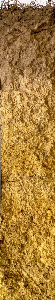 Yellow Kurosol soil monolith from Holbrook NSW