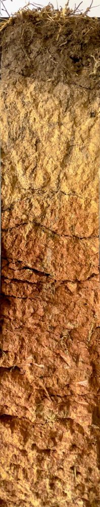 Red Kurosol soil monolith from Woomargama NSW