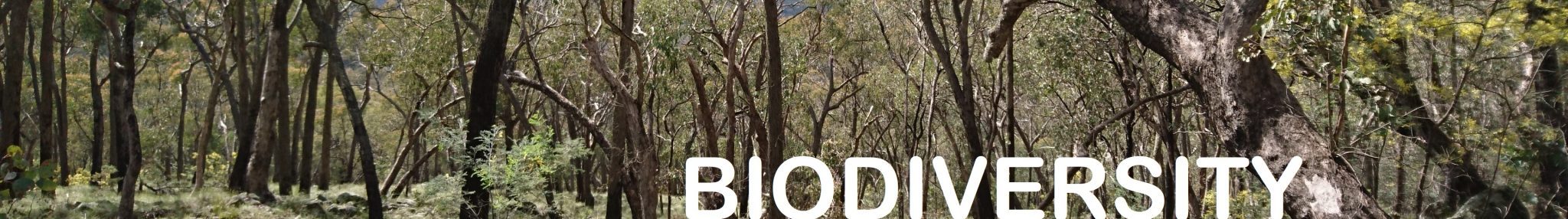 dryschelrophyllforest_WoomargNR (15)+TEXT dryschelrophyllforest_WoomargNR (15)+TEXT